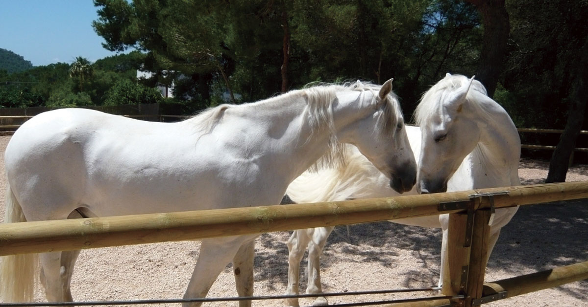 horseback riding